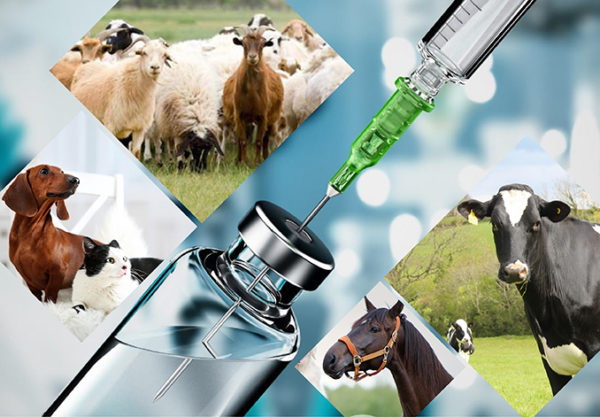 Izboljšanje veterinarskih zdravil s hidroksipropil betadex